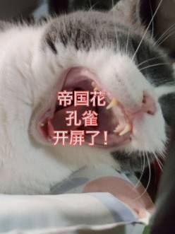 惊！帝国花孔雀竟然开屏了！